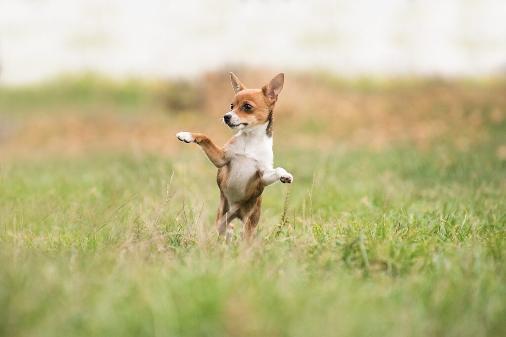 Dog breath smells like death