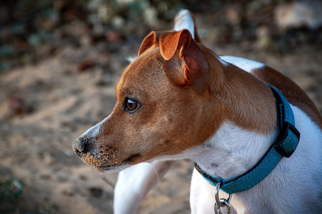 Dog breath smells like death