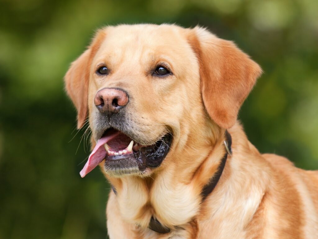 Excessive Licking And Bad Breath In Dogs