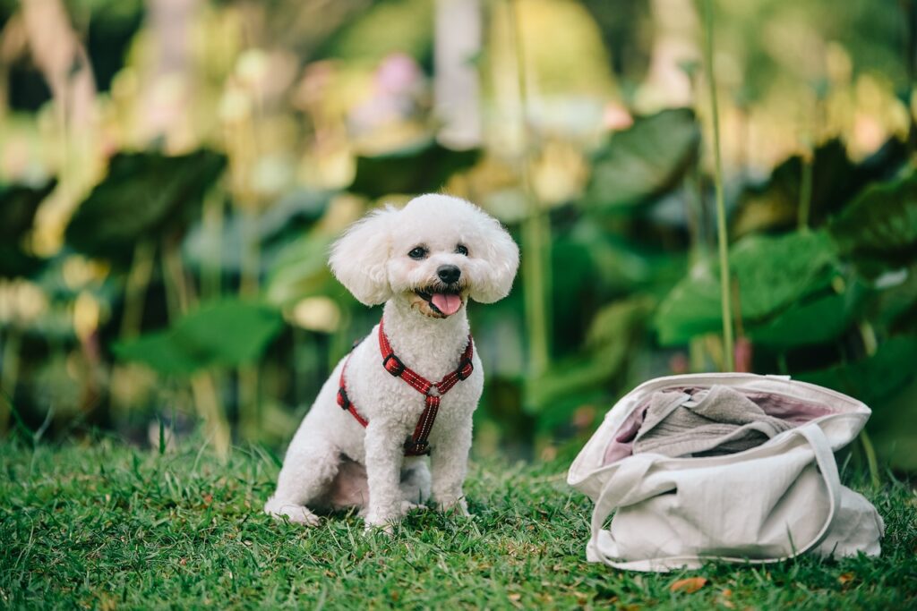 How Dog Food Can Affect A Dog’s Breath